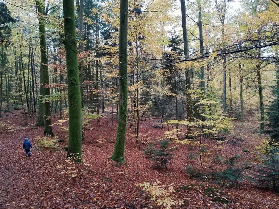 L'Enchantraine - Gite Tout Confort Et Tarif Tout Inclus - Appartement Spacieux Et Accueillant Sur Epinal Bagian luar foto